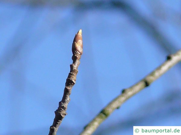 bitter berry (Prunus virginiana) buds in winter