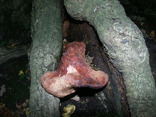 beefsteak fungus (Fistulina hepatica) old typ