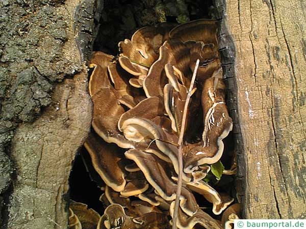 giant polypore (meripilus giganteus) in a tree hole