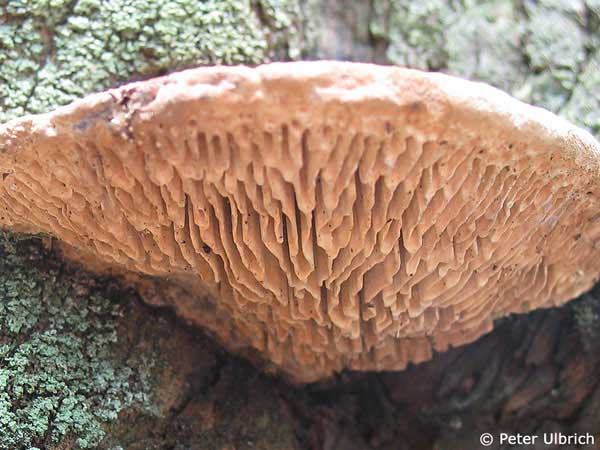 oak maze fungus (Daedalea quercina) underside