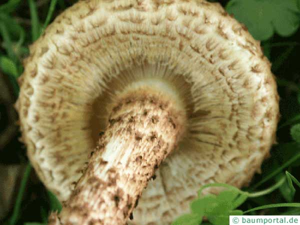 shaggy scalycap (Pholiota squarrosa) underside