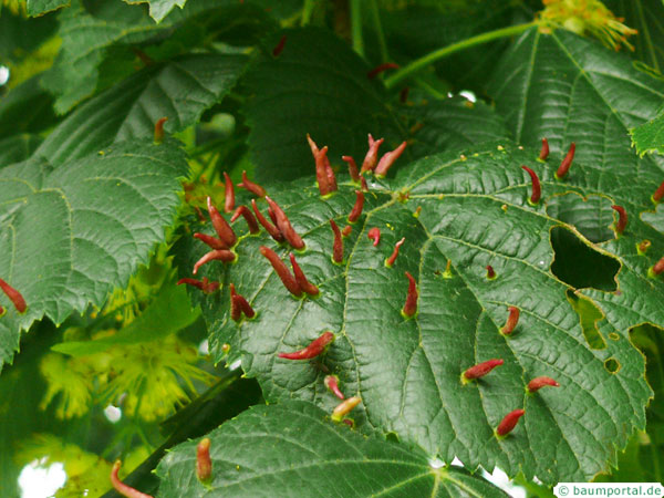 red gall mite on lime leaves