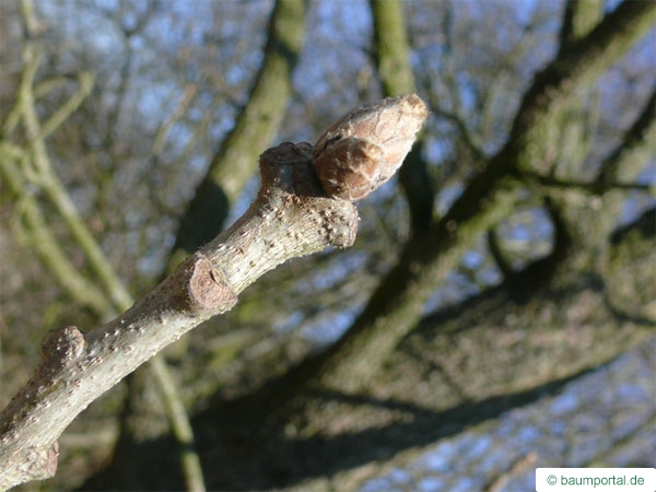 hungarian oak (Quercus fainetto) bud