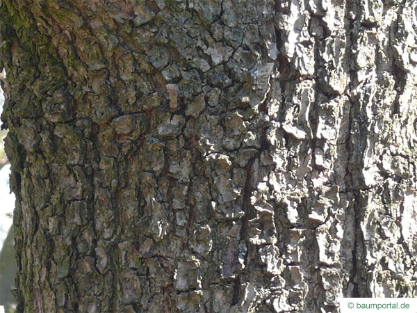 hungarian oak (Quercus fainetto) trunk / bark