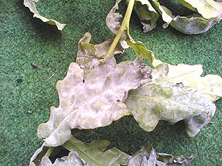 mildew on oak leaf
