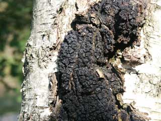 birch cancer