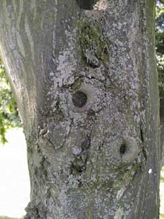 lichens on bark