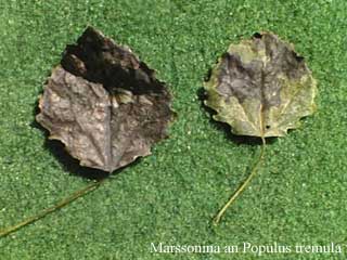 poplar leaf with necrosis