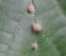 lime gall mite