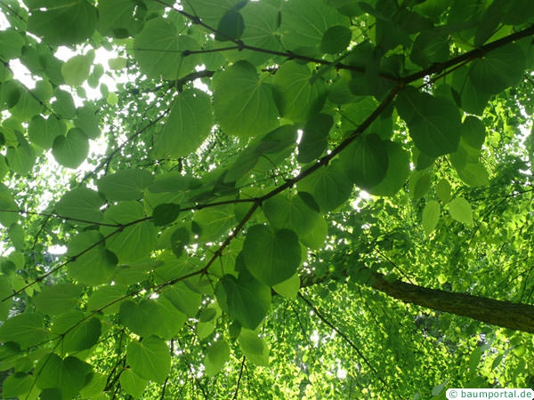 Katsura Tree | Cercidiphyllum japonicum