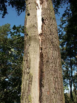 oak decline trunk crack