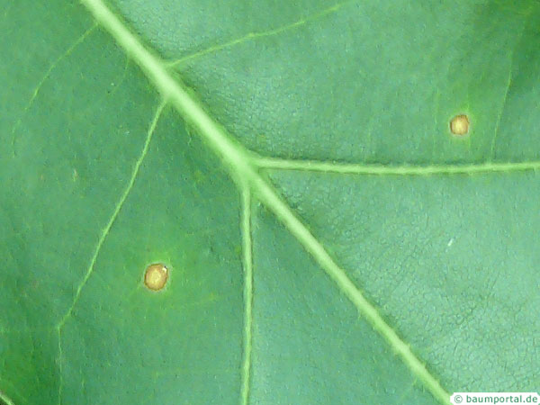 quercus rubra leaf spots