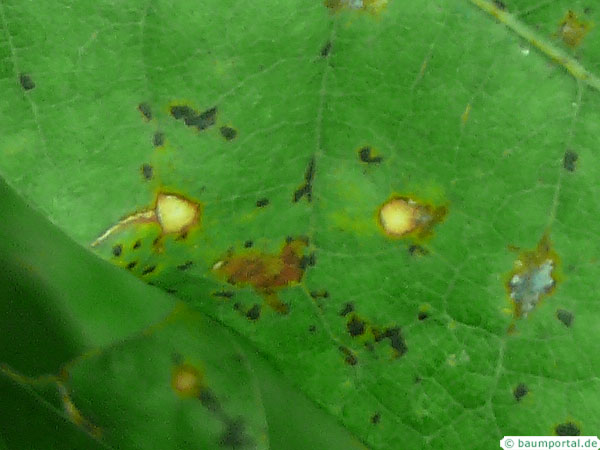 english oak (quercus rubra) leaf spots