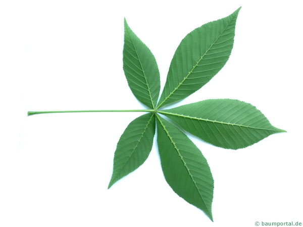 clip art buckeye leaf - photo #32