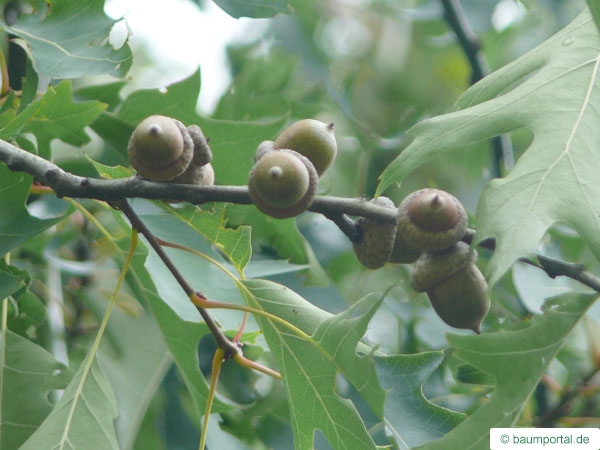pin oak (Quercus palustis) fruit / acorn