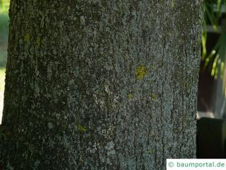 large leaved american lime(Tilia americacna 'Nova') trunk / bark