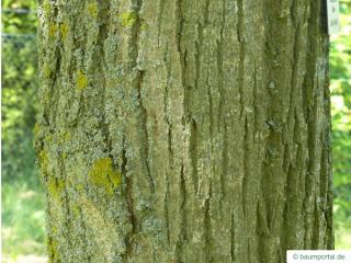 american Lime (Tilia americana) trunk / bark