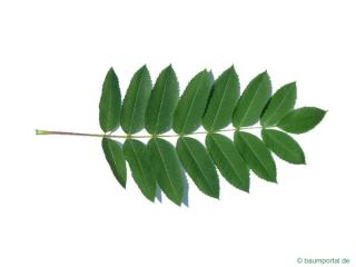 american mountain ash (Sorbus americana) leaf