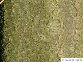 amur maackia (Maackia amurensis) trunk / bark
