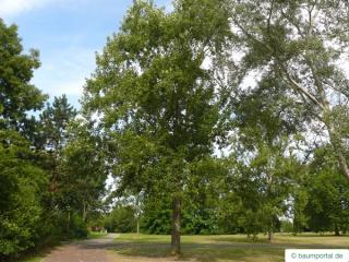 balsam poplar (Populus balsamifera) tree