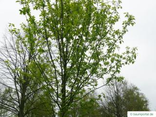 bird cherry (Prunus padus) tree