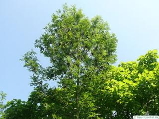 black ash (Fraxinus nigra) tree