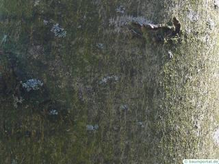 black ash (Fraxinus nigra) trunk