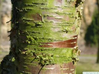 black birch (Betula lenta) trunk