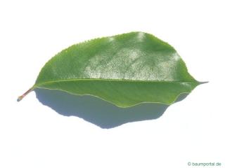 black cherry (Prunus serotina) leaf