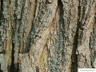 black locust (Robinia pseudoacacia) trunk / stem