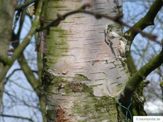 blue birch (Betula caerulea) trunk / stem