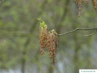 boxelder (Acer negundo) flowers