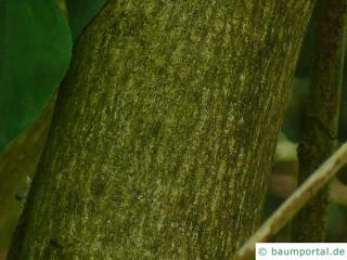 bumald bladdernut (Staphylea bumalda) trunk / bark