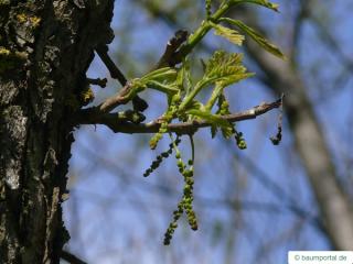 bur oak (Quercus macrocarpa) flower