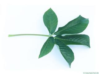 california buckeye (Aesculus californica) leaf