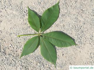 yellow horsechestnut (Aesculus x neglecta 'Erythroblastos') leaf