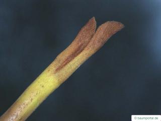caucasian wingnut (Pterocarya fraxinifolia) terminal bud
