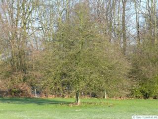 cockspur hawthorn (Crataegus crus-galli) tree