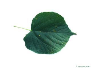 common lime (Tilia intermedia) leaf