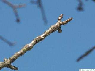 common walnut (Juglans regia) branch