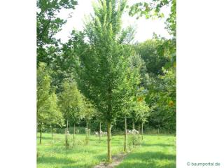 dutch elm (Ulmus hollandica) tree