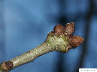 english oak (Quercus robur) terminal bud