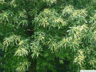 european chestnut (Castanea sativa) leaf flower