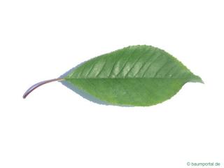 fire cherry (Prunus pensylvanica) leaf