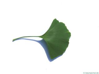 ginkgo (Ginkgo biloba) leaf