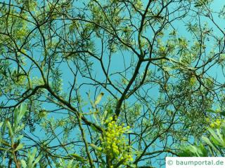 Grey mulga (Acacia brachybotrya) blossom crown