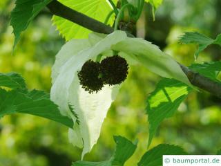 handkerchief tree (Davidia involucrata) blossom