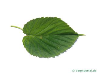 Handkerchief Tree (Davidia involucrata) leaf