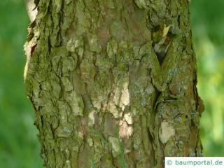 handkerchief tree (Davidia involucrata) trunk / bark