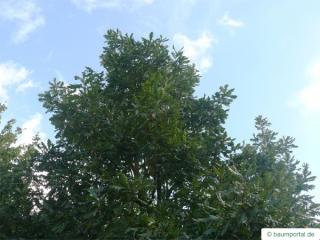 hungarian oak (Quercus fainetto) tree crown